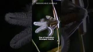 Australian Horror Moth