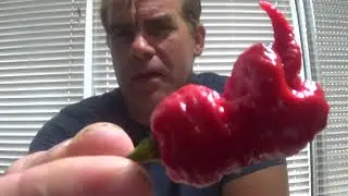 Chile Beast's Lost Chilli Reviews #1 Naga Relic sent by Refining Fire Chiles