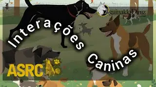 DESAFIO 10 EM 7 -  AULA 5  - INTERAÇÕES CANINAS