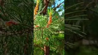 Цветение сосны обыкновенной