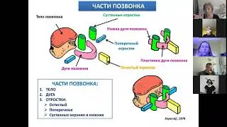 2  Кости туловища и черепа.