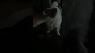 Dog makes rubber chicken give him head
