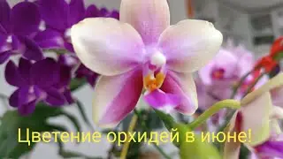 Обзор цветения орхидей в июне🌺#11.06.2024г.
