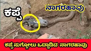 ನಮ್ಮ ಮನೆ ಅಂತೀರಾ ನಾಗರಹಾವು ಬಂದಿತ್ತು || ಕಪ್ಪೆ ತಿನ್ನಲು ಒದ್ದಾಡಿದ ನಾಗರಾವು ||