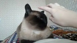 Потихоньку засыпаем............. И тут в конце я забыла, что снимаю видео и уснула😴😏