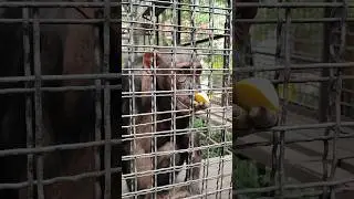 Шимпанзе😟грустит😱#zoo #animals #зоопарксказка #monkey #ялта2024  #обезьяна #шимпанзе #обезьяны