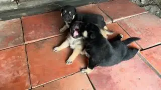 Chó Cỏ Lúc Nhỏ Thật Đáng Yêu