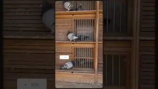 widowhood system | looks in good health | #pigeon #shorts #viral #ytshorts #homingpigeon