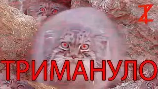 ТРИМАНУЛО (Мем про манулов)