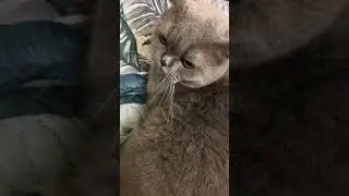 Самый громкий кот сверчок