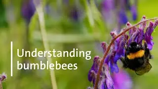 How pollinators will be affected by climate change