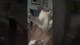 Кот Смешные видео #животные