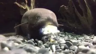 Lepidosiren Paradoxa eating snails, 18 Inches.  Two years old.