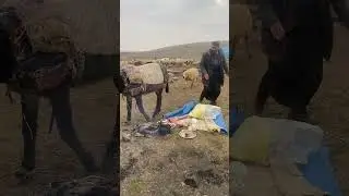 Eşek ile kavga ettik
