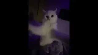 cute cat 😽