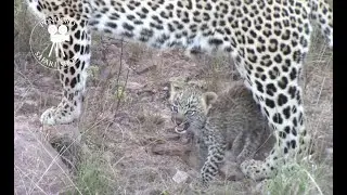 Mother leopard Nkanyi and her cub