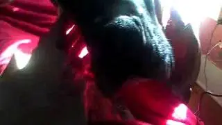 Great Dane talking