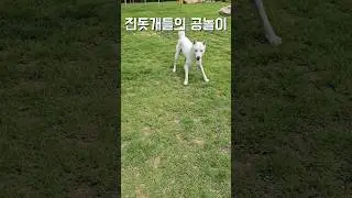 공 하나만 있어도 잘 놀아요! / 진돗개 진주, 밀크 #백구 #강아지 #반려견 #강아지일상