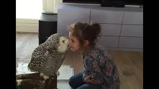 #owl