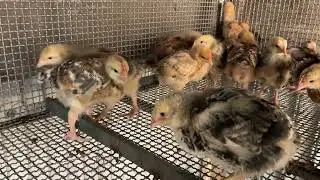 Pulcini terzo giorno .. Pollo da carne