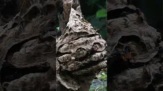 The process of building a wasp nest shell 🐝🐝 |Tropical Forest Bees #bee #wasps