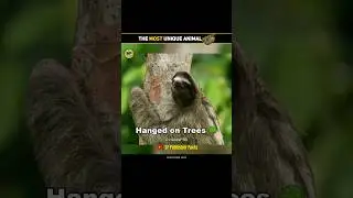 Power in Patience: The Sloth’s Secret #shorts