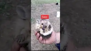 забавный ёжик 