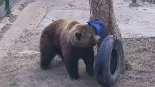 С колесом и канистрой играет