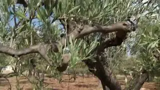 Una via italiana per l'oliveto superintensivo