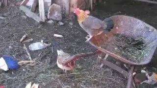 Pinches Pollos