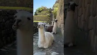 Visiting Machu Picchu 😍 (Bucket List Adventures) ✈️ 🏞️  #shorts #shorts #travelshorts #machupicchu