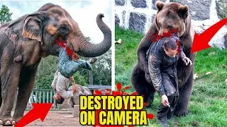 The 25 worst animal attacks in history