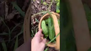 Another #gardenharvest #harvest #garden #gardening #growyourownfood #backyardgardening #homesteading