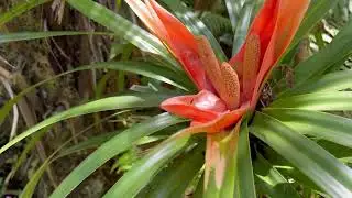 ʻIeʻie: The Incredible Climbing Plant of Hawaii's Rainforests 🌿🌴