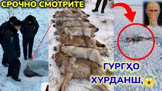 ДАҲШАТ! ИН ҶАВОНРО ГУРГҲО ХУРД😱 ИН КИСТ ВА АЗ КУҶОСТ?