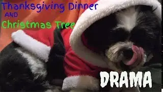 The Best of my family's shih tzu pet.  Oreo is a super star!