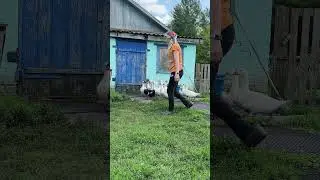 Несём уткам воды 