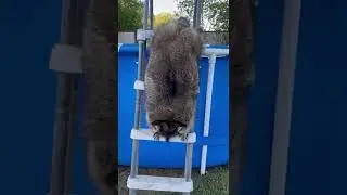 Опасный спуск енота с лестницы