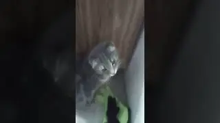 Маруся шотландская вислоухая кошка