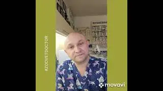 Препарат 💯 который может убить собак @zoovetdoctor