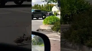 Watch out ducklings about 🐥 #roadcrossing #earlyducklings #duckforcover #ducklings #cute