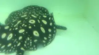 ダイヤモンドポルカ その4 - Galaxy Stingray