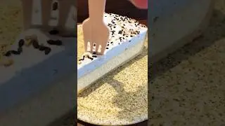 Black Sesame Cheesecake 🍰