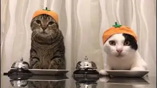 ZİL ÇALAN KEDİLER😂😂