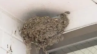 残念です