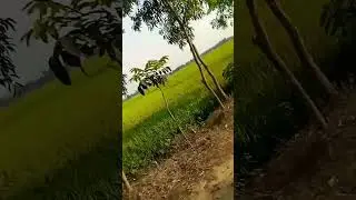 #dua #allah #islamic #islam #islamicstatus #রমজান #দোয়া #shortvideo #short #viral #tending #shorts