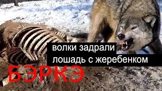 ТАБУН ЛОШАДЕЙ В ЗУБАХ СТАИ. Волки задрали лошадь с жеребенком. Неизданное.