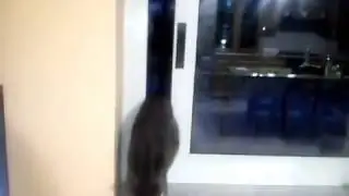 A strong cat