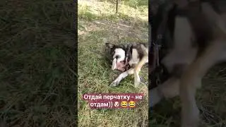 Собачьи игры)) #funny #funnyanimal #funnypet #pet #animal #dog