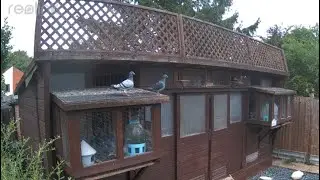 More training for the birds and what’s happening next with the birds for our own races